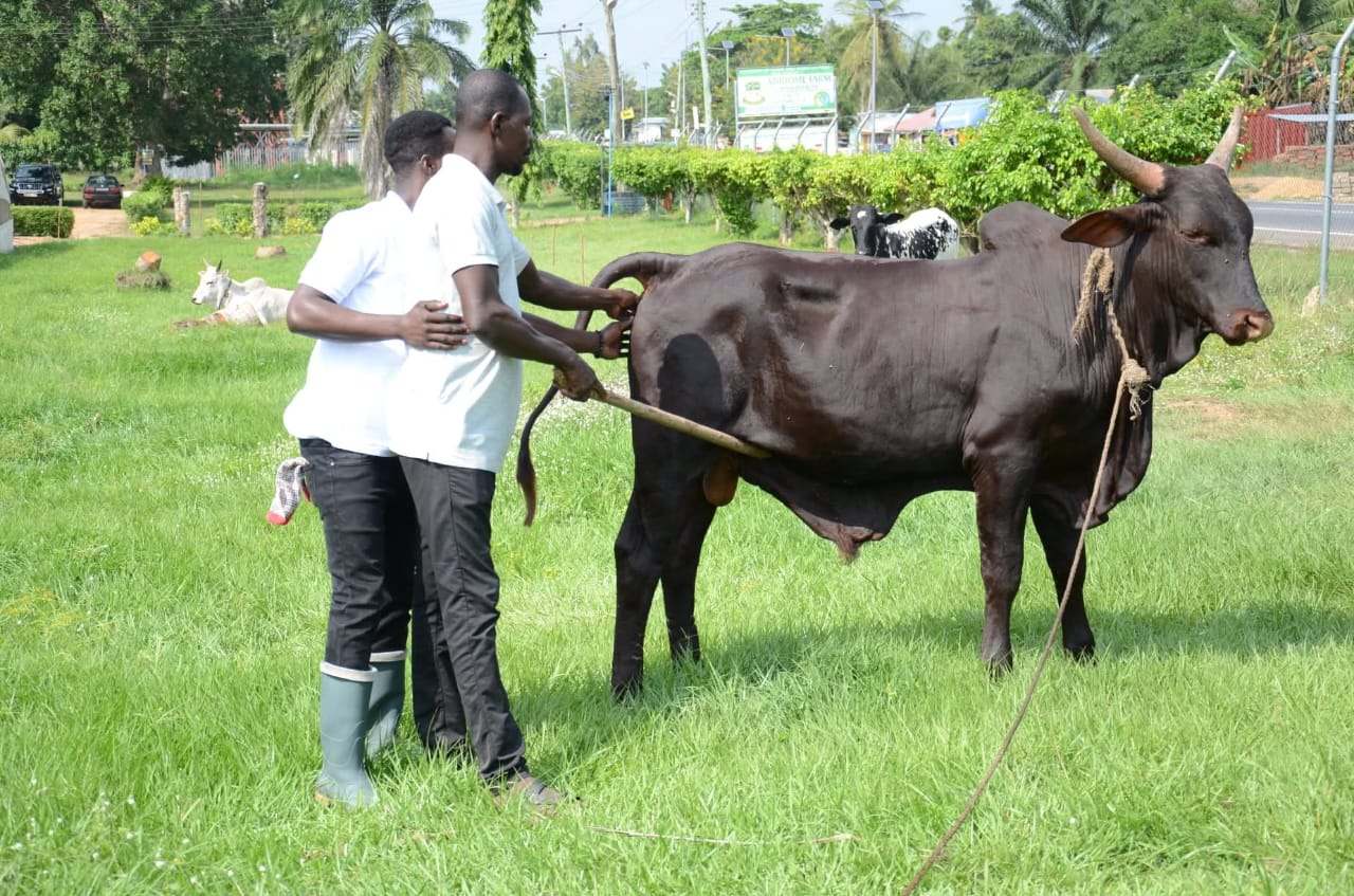 A calm mountain lake at dawn with cloudy peaks in the background