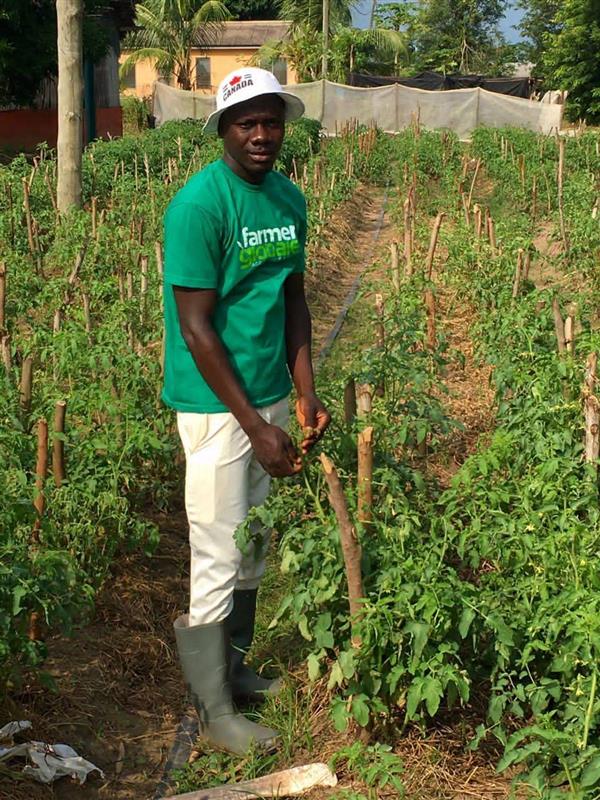 Forest canopy from below