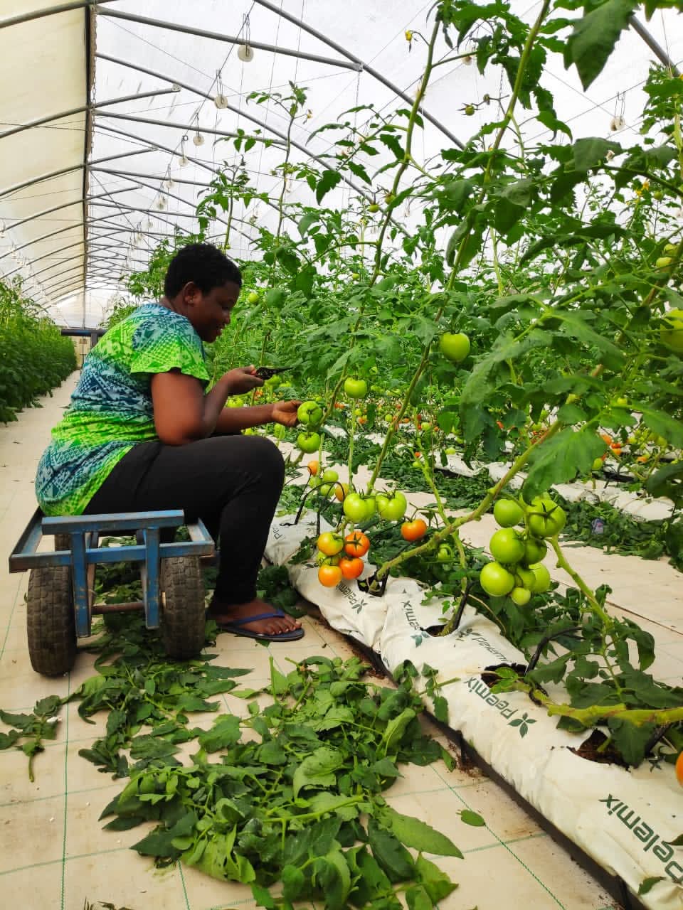 Desert road at sunset